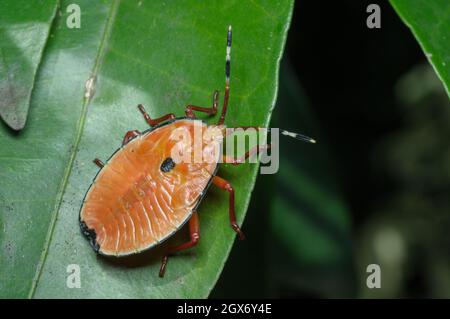 Bronze Orange Bug nymphe, Musgraveia sulciventris, Glenbrook, Nouvelle-Galles du Sud, Australie. Banque D'Images