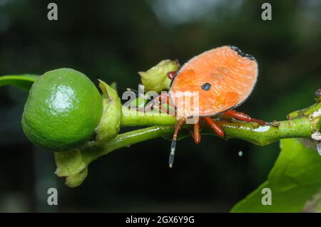 Bronze Orange Bug nymphe, Musgraveia sulciventris, Glenbrook, Nouvelle-Galles du Sud, Australie. Banque D'Images