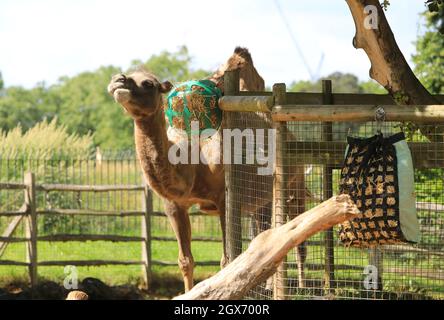 Chameau de Bactrian en emmuning de foin, au zoo de Londres, en été soleil, Royaume-Uni Banque D'Images