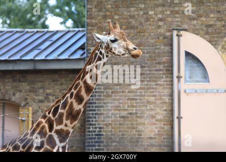 Girafe devant la Giraffe House, le plus ancien bâtiment du zoo de Londres, conçu par Decimus Burton en 1836, Royaume-Uni Banque D'Images