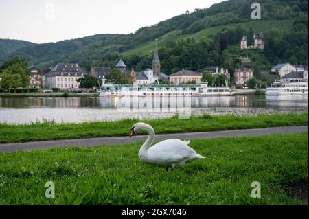 Blanc adulte cygne oiseau pâturage herbe verte sur la rivière Mosel avec vue sur la vieille ville de Trarbach, Allemagne Banque D'Images
