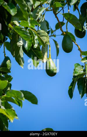 Fruits biologiques verts mûrs de l'avocat accrochés à la plantation d'arbres de l'avocat Banque D'Images