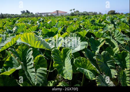 Plantationf de Colocasia esculenta plante tropicale cultivée principalement pour ses cormes comestibles, taro de légumes racines sur Chypre Banque D'Images