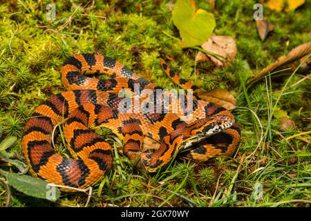 Serpent au maïs Okeetee (Pantherophis guttata) Banque D'Images