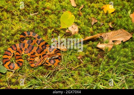 Serpent au maïs Okeetee (Pantherophis guttata) Banque D'Images