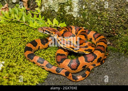 Serpent au maïs Okeetee (Pantherophis guttata) Banque D'Images