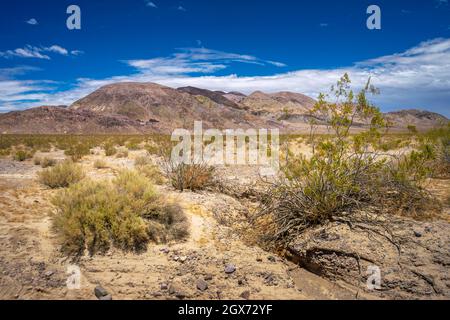 Brousse de créosote sèche avec une chaîne de montagnes dans le désert de Mojave en Californie Banque D'Images