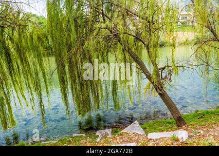 A Salix babylonica (saule de Babylone ou saule pleurant) le long de la rivière Brenta à Bassano del Grappa, province de Vicenza, région de Vénétie, Italie du Nord Banque D'Images