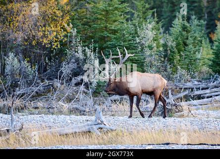 Wapiti de taureau (cerf de Virginie) (Wapiti) (Cervus elaphus) qui garde sa harem de vaches, Bow River, Canmore, Alberta, Canada, Banque D'Images