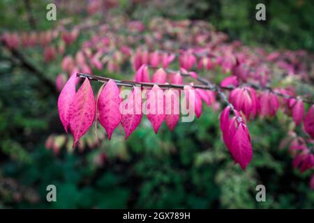 Arrière-plan coloré macro gros plan de l'étonnant Euonymus alatus, fuseau à ailes, ou buisson en feu populaire arbuste ornemental arbre de plante avec attrayant fal Banque D'Images