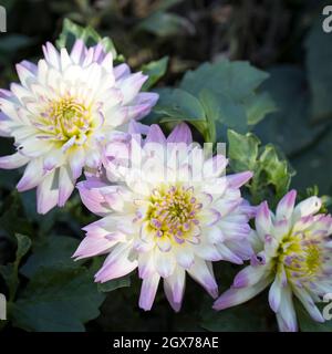 Trois dahlias blancs et lilas dans le jardin d'automne Banque D'Images