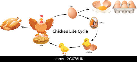 Science du cycle de vie du poulet Illustration de Vecteur