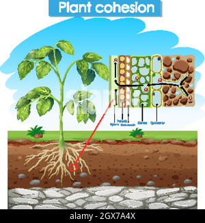 Schéma de la cohésion des plantes Illustration de Vecteur