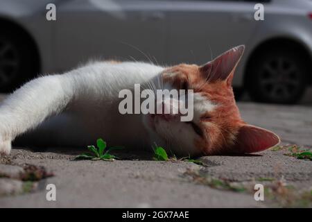 Chat orange mignon posé sur le sol et essayant d'attirer l'attention. Bel animal errant Banque D'Images