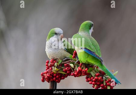 Monk parakeet, Myiopsitta monachus, dans le milieu forestier de Pampas, province de la Pampa, Patagonie, Argentine. Banque D'Images