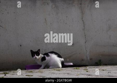 Chat noir blanc errant manger dans un bol rose. Banque D'Images