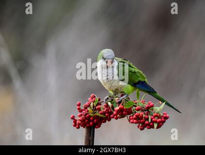 Monk parakeet, Myiopsitta monachus, dans le milieu forestier de Pampas, province de la Pampa, Patagonie, Argentine. Banque D'Images