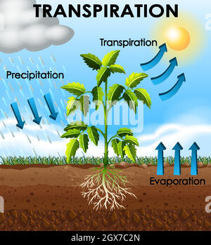 Schéma montrant la transpiration de la plante Illustration de Vecteur