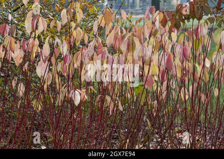 Cornus alba Baton Rouge tiges en automne Banque D'Images