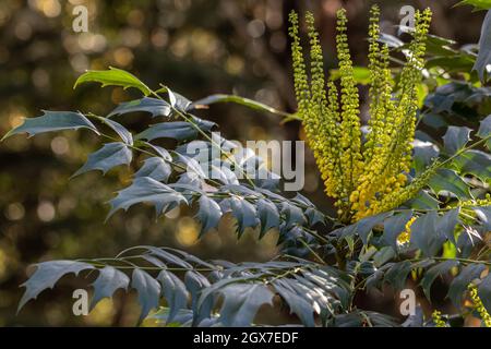 Gros plan de Mahonia x Media en cours fleurs en automne Banque D'Images