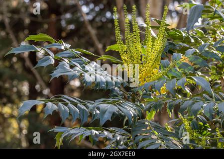 Mahonia x médias en cours de fleur en automne Banque D'Images