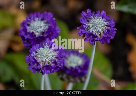 Ensemble de fleurs de Primula capitata à l'automne Banque D'Images