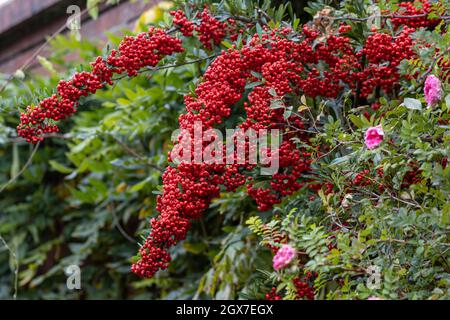 Pyracantha Saphyr Rouge dans la baie pleine contre un mur Banque D'Images