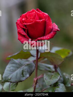 Rose Ma fleur de Saint-Valentin après la pluie Banque D'Images