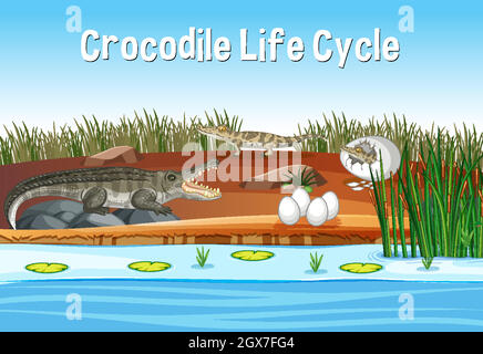 Scène avec le cycle de vie de crocodile Illustration de Vecteur