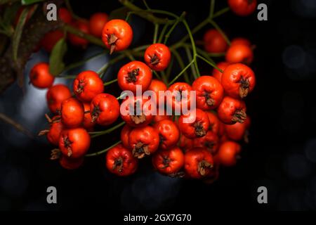 Pyracantha fruits rouges d'un firethorn dans un parc au début de l'automne Banque D'Images