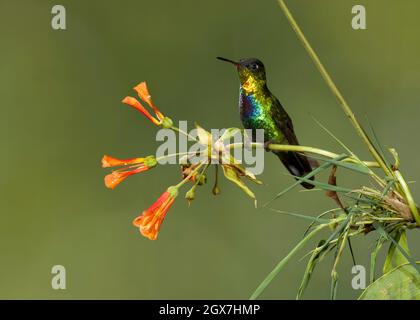 Colibri à gorge ardente (Panterpe insignis) perchée sur une fleur, province de San José, district de Copey, Costa Rica Banque D'Images