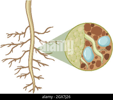 Gros plan des racines des plantes avec l'intérieur de la structure des racines isolée sur fond blanc Illustration de Vecteur