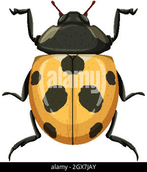 Coccinelle jaune ou coccinelle isolée sur fond blanc Illustration de Vecteur