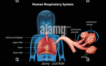 Système respiratoire humain Illustration de Vecteur