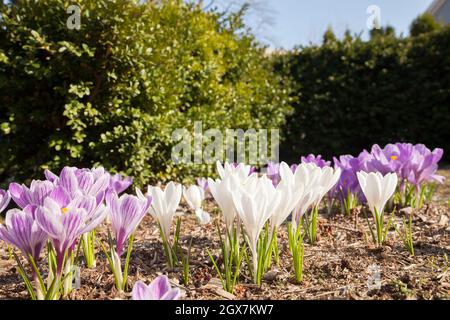 Vue de ANT sur le crocus dans un jardin du Massachusetts, avec des haies de buis en arrière-plan. Banque D'Images