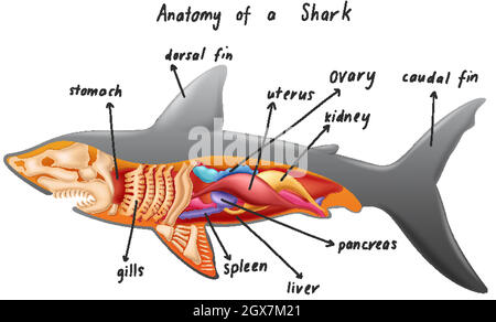 Anatomie d'un requin Illustration de Vecteur