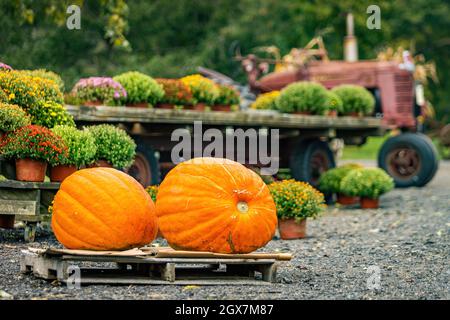 De belles citrouilles fraîches sont exposées à l'agriculteur et sont marquées d'un tracteur en arrière-plan, symbole des agriculteurs des États-Unis Banque D'Images