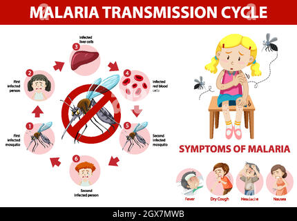 Infographie sur le cycle de transmission du paludisme et les symptômes Illustration de Vecteur