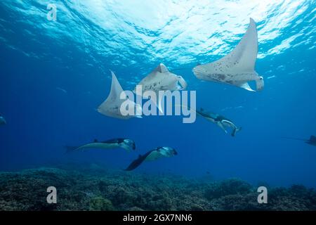 Reef manta raies, Manta alfredi, croisière au-dessus des échalotes au large d'Ukumehame dans un train d'accouplement, Maui, Hawaii. Banque D'Images