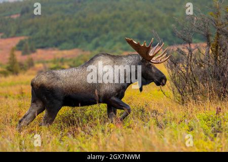 Alaska Yukon orignal alces gigas jambes à travers un pré en automne Banque D'Images