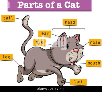 Schéma montrant les pièces de Cat Illustration de Vecteur