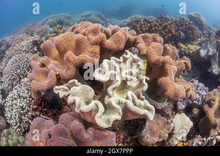 La colonie centrale de corail en cuir, Sarcophyton tracheliophorum, a ses polypes avec dessiné. Les polypes des colonies environnantes sont étendus et se nourrissent, Banque D'Images