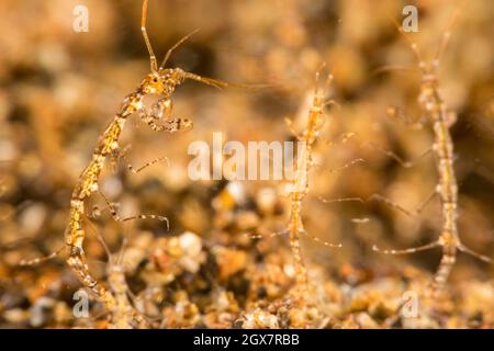 Petite crevette à squelette, Caprella sp., éventuellement, Caprella linearis, Philippines, Océan Pacifique. Banque D'Images