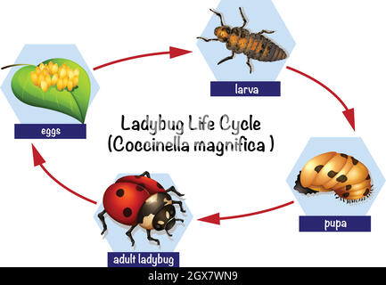 Un cycle de vie de coccinelle Illustration de Vecteur