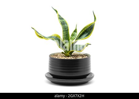 Installation domestique. Plante de serpent dans une plante en pot de céramique noire sur un fond blanc. Banque D'Images