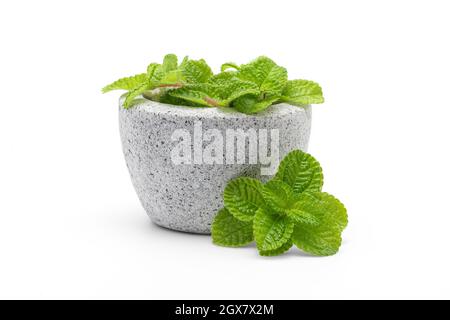 Les feuilles de menthe poivrée sont placées dans un mortier de granit et sur un fond blanc. Banque D'Images