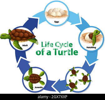Schéma montrant le cycle de vie de la tortue Illustration de Vecteur