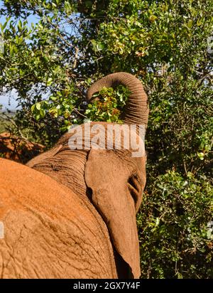 Un petit éléphant de vue de la navigation dans le Bush.Gros plan.Parc national de Nairobi, Kenya. Banque D'Images