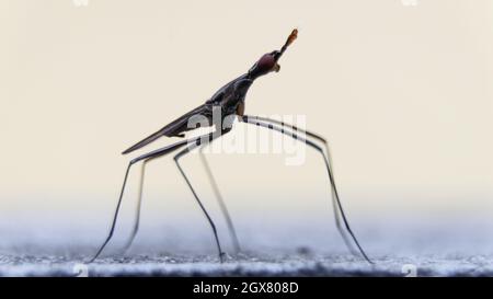 Un gros cliché des espèces de nériidae de cactus vole avec six longues jambes debout sur le sol, un matin d'été brillant Banque D'Images