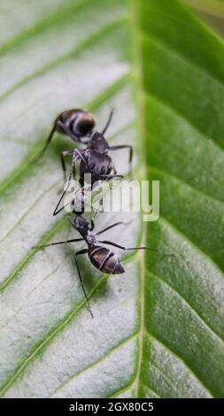 photo macro de deux menuisiers noirs partageant la nourriture avec leurs bouches debout sur une feuille verte pendant une soirée calme Banque D'Images